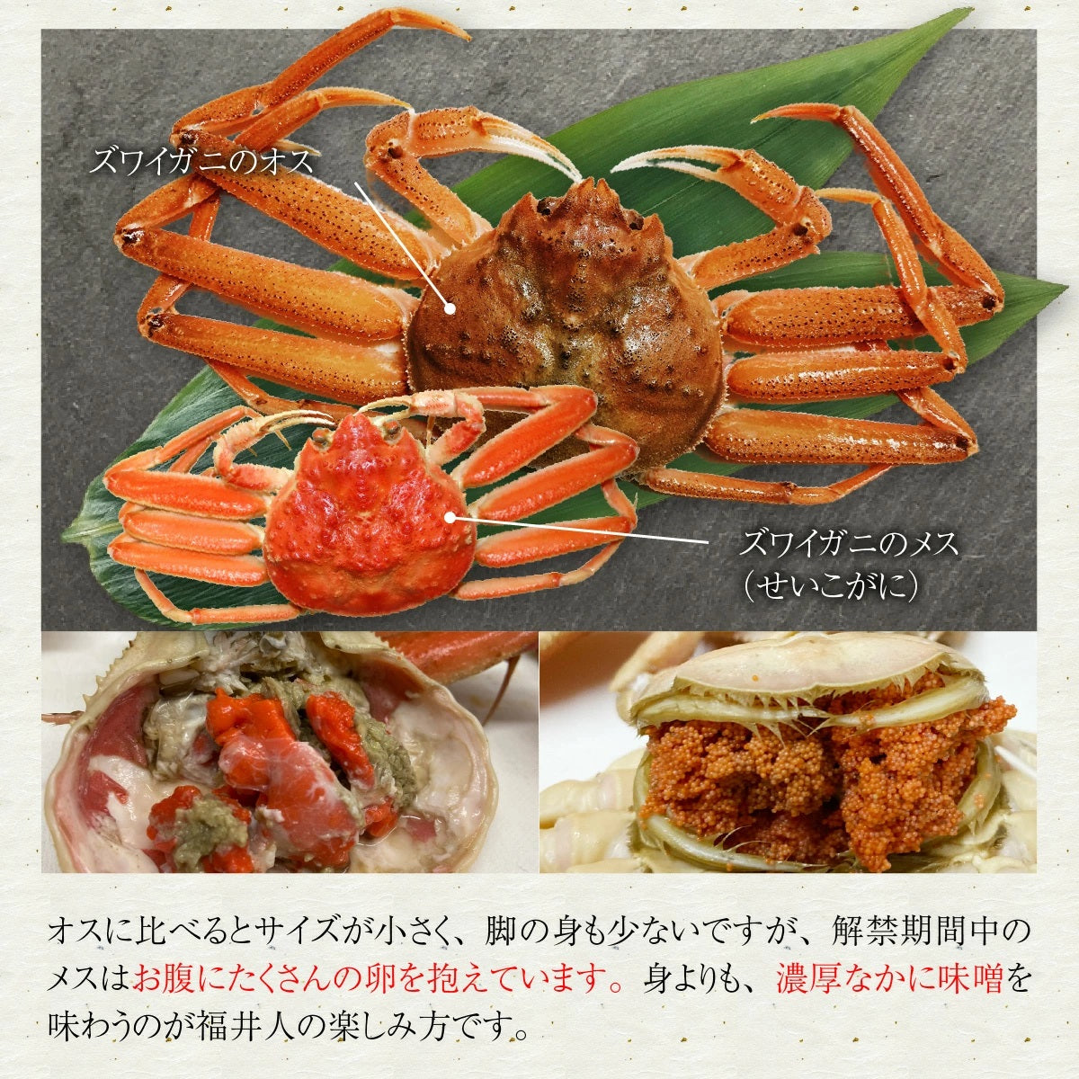 【4杯で10000円!】蟹好きにおすすめ!老舗カニ専門店の「越前セイコガニ」 越前がに 送料無料 セイコ蟹 香箱蟹 香箱ガニ お歳暮